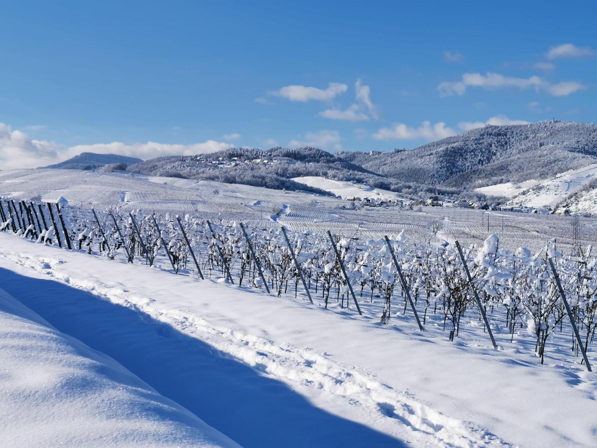 Entre Ville Et Vignes - Gite Classe 3 Etoiles Ингерсайм Екстериор снимка
